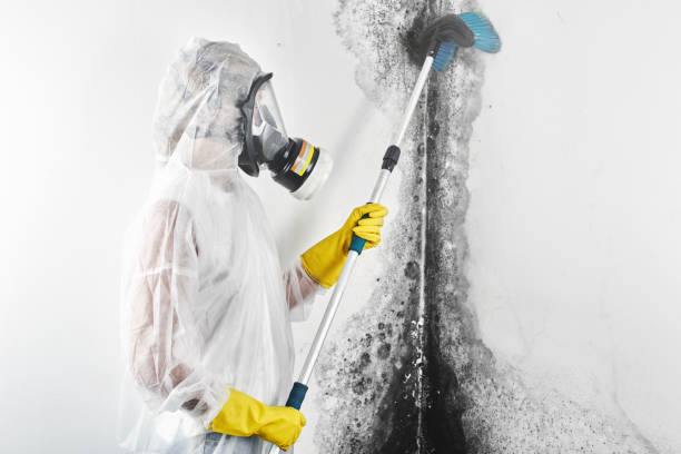 Best Asbestos and Lead Testing During Mold Inspection  in Brownfields, LA
