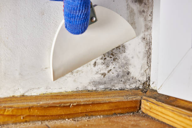 Best Air Quality Testing for Mold Spores  in Brownfields, LA