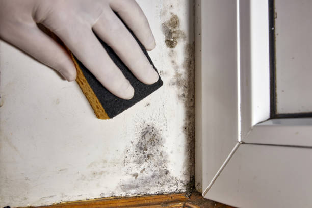 Mold Remediation for Vacation Homes in Brownfields, LA
